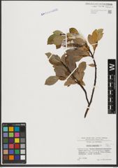 Foto von Salix hastata L.